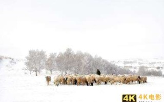 应对寒潮，盒马内蒙古基地羔羊总动员，半月4万”大军”奔赴全国