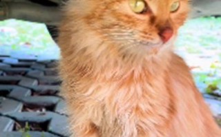 流浪橘猫一直跟在身后,女子不太明白原因,隔天收获了“惊喜” 流浪橘猫一直跟在身后,女子不太明白原因,隔天收获了“惊喜”