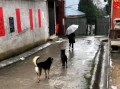 田园犬：每天把送小主人送到学校，等小主人摸摸它，它才会离