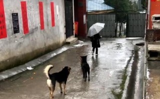 田园犬：每天把送小主人送到学校，等小主人摸摸它，它才会离