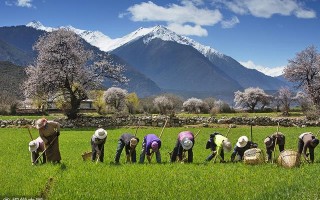 案例拆解：从土地流转、托管到Farm to B，「聚土网」如何运作订单农业？
