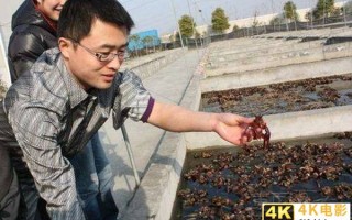 农村养龙虾一亩一般赚多少，龙虾养殖一亩利润多少钱？