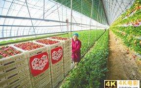 “机器解放人力”有多大想象空间？看最前沿的农业机器人能做什么