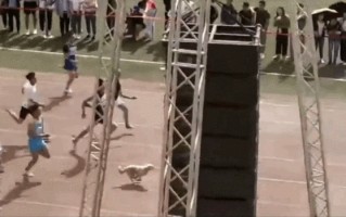 还记得去年运动会得亚军，但被保安拎出去的狗狗吗？今年它又来了