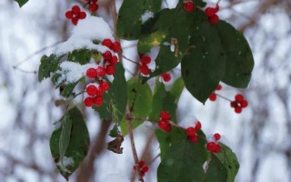 秦皇岛初雪!惊艳四方的美景都在这儿了~ 秦皇岛初雪!惊艳四方的美景都在这儿了~