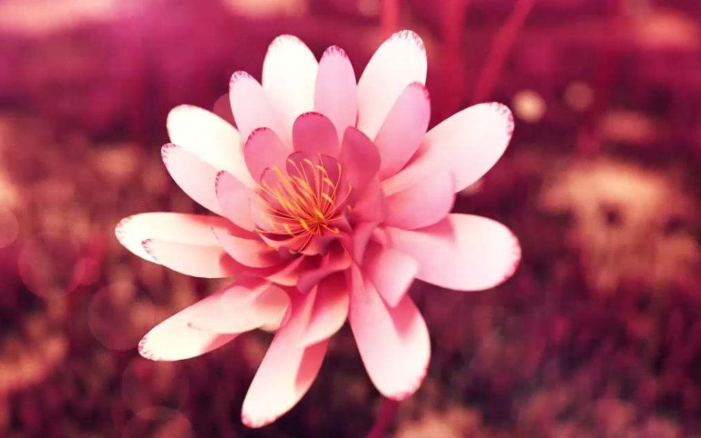 短视频运营思路是什么？-第1张图片-90博客网