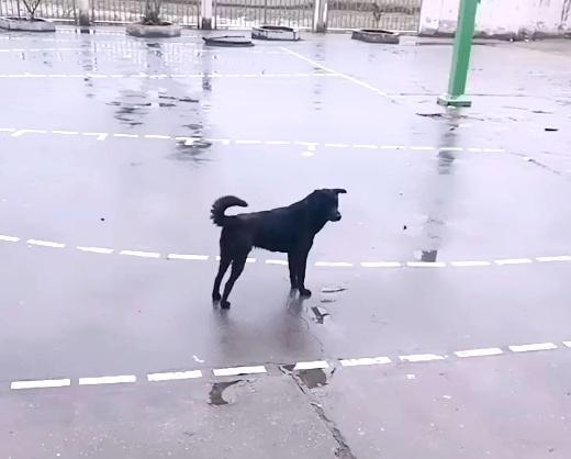 田园犬：每天把送小主人送到学校，等小主人摸摸它，它才会离-第2张图片-90博客网