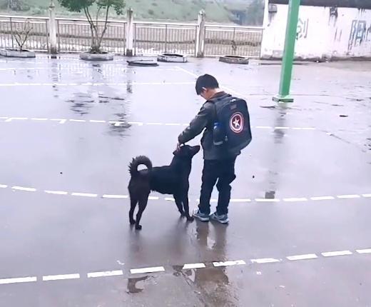 田园犬：每天把送小主人送到学校，等小主人摸摸它，它才会离-第3张图片-90博客网