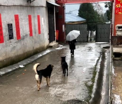 田园犬：每天把送小主人送到学校，等小主人摸摸它，它才会离-第4张图片-90博客网