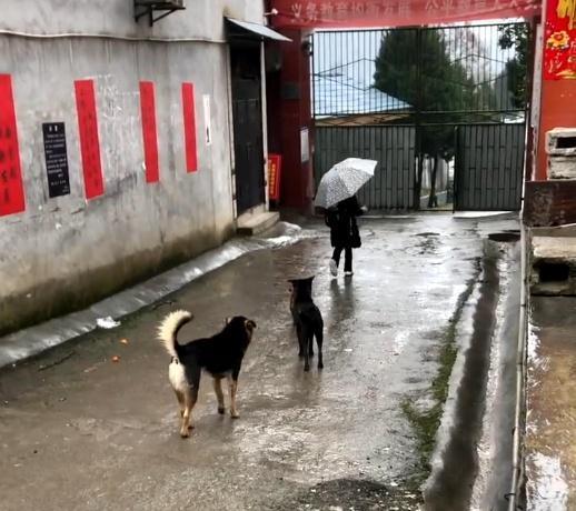 田园犬：每天把送小主人送到学校，等小主人摸摸它，它才会离-第1张图片-90博客网