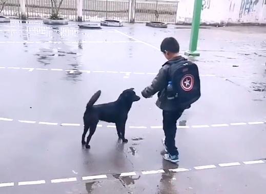 田园犬：每天把送小主人送到学校，等小主人摸摸它，它才会离-第6张图片-90博客网