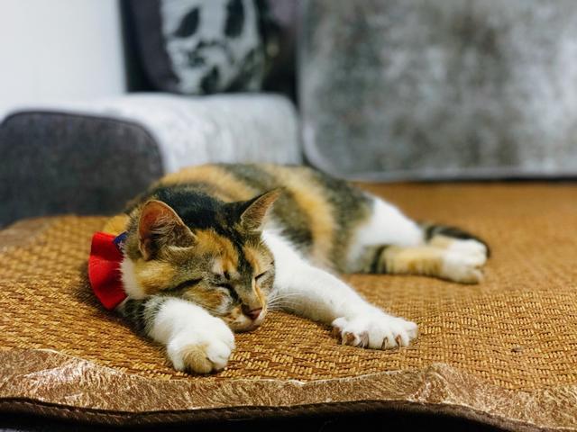 流浪猫的另类饲养方式，只拥有它的灵魂，不拥有它的肉体-第1张图片-90博客网