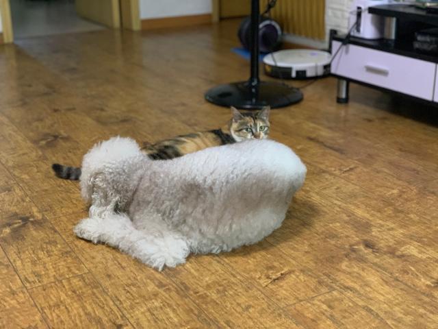 流浪猫的另类饲养方式，只拥有它的灵魂，不拥有它的肉体-第4张图片-90博客网