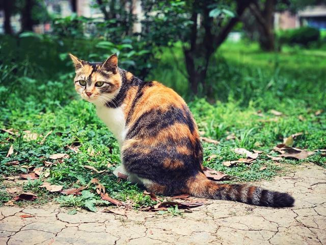 流浪猫的另类饲养方式，只拥有它的灵魂，不拥有它的肉体-第8张图片-90博客网