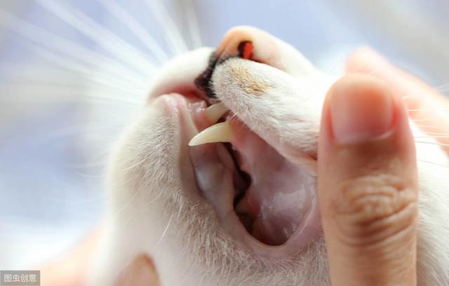 猫和人类相处了1万年，它依然是野生动物，只学会了撒娇卖萌-第6张图片-90博客网