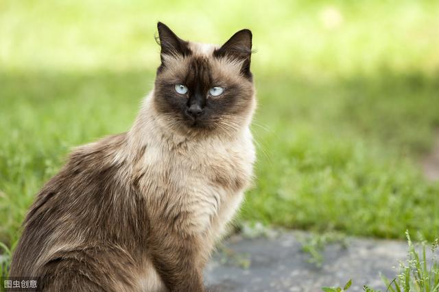 猫和人类相处了1万年，它依然是野生动物，只学会了撒娇卖萌-第1张图片-90博客网