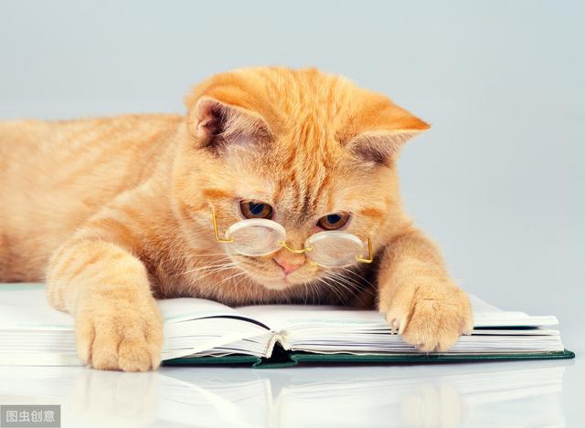 猫和人类相处了1万年，它依然是野生动物，只学会了撒娇卖萌-第2张图片-90博客网