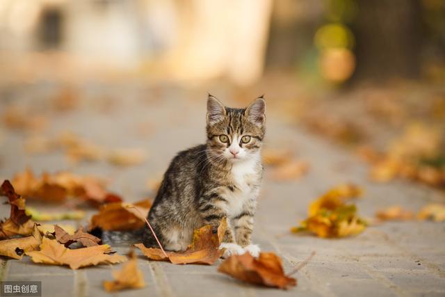 猫和人类相处了1万年，它依然是野生动物，只学会了撒娇卖萌-第3张图片-90博客网