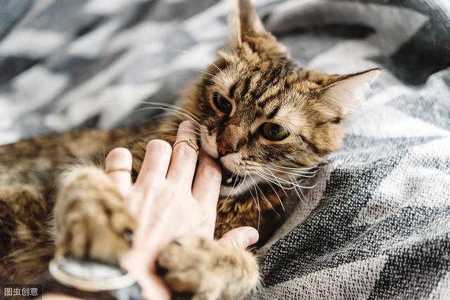 猫和人类相处了1万年，它依然是野生动物，只学会了撒娇卖萌-第7张图片-90博客网