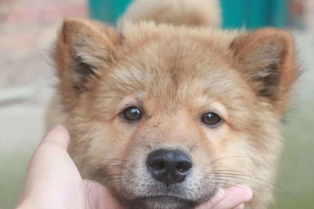 老祖宗选猎犬的方法：瓦盖鼻，花舌头，中间尾，都是传下来的经验-第1张图片-90博客网