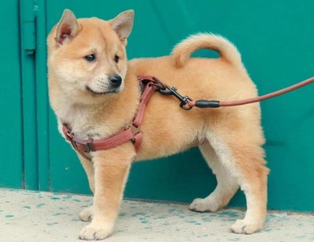 老祖宗选猎犬的方法：瓦盖鼻，花舌头，中间尾，都是传下来的经验-第2张图片-90博客网