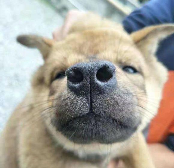 老祖宗选猎犬的方法：瓦盖鼻，花舌头，中间尾，都是传下来的经验-第4张图片-90博客网