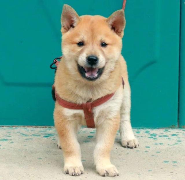 老祖宗选猎犬的方法：瓦盖鼻，花舌头，中间尾，都是传下来的经验-第8张图片-90博客网