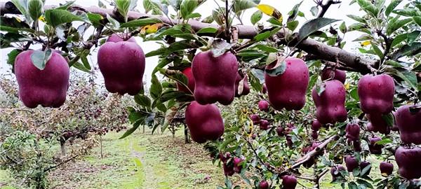 苹果穿上什么-(苹果穿上什么衣裳的拟人句)-第1张图片-90博客网