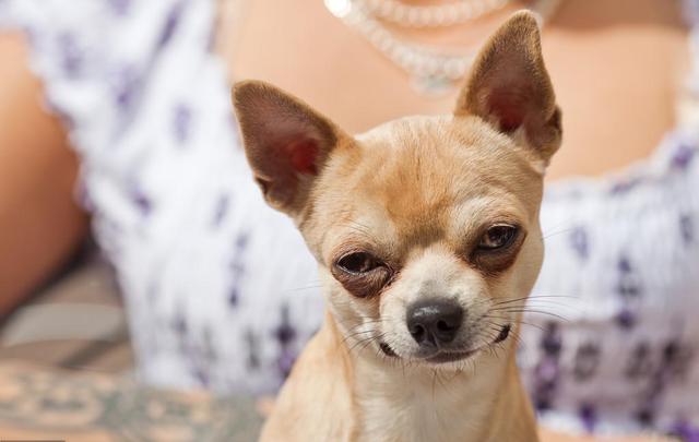 宠物益生菌是个好东西，可如果使用方法错了，钱就白花了-第1张图片-90博客网