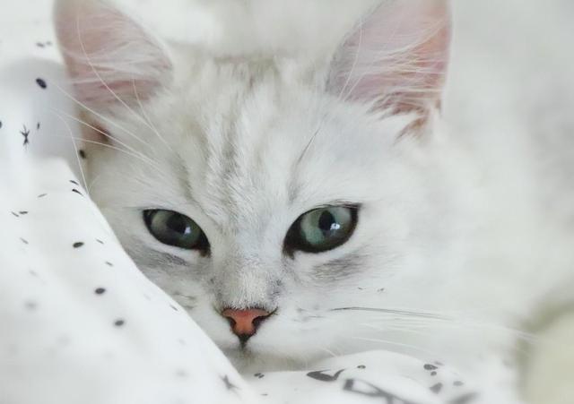 宠物益生菌是个好东西，可如果使用方法错了，钱就白花了-第5张图片-90博客网