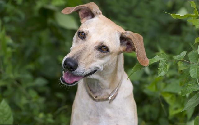 宠物益生菌是个好东西，可如果使用方法错了，钱就白花了-第2张图片-90博客网