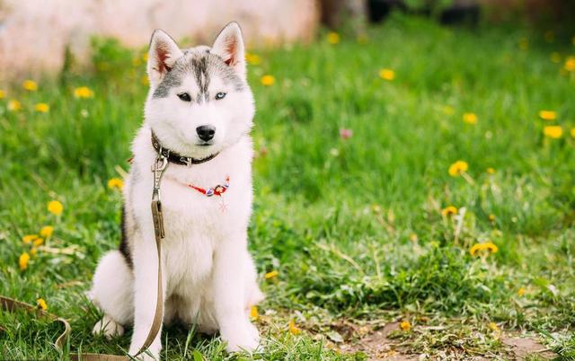 宠物益生菌是个好东西，可如果使用方法错了，钱就白花了-第6张图片-90博客网