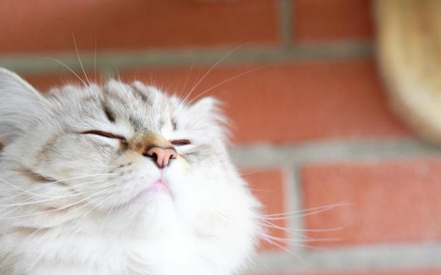 宠物益生菌是个好东西，可如果使用方法错了，钱就白花了-第4张图片-90博客网