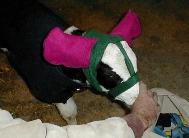 小牛犊独特的保暖措施，是一百分的可爱-第10张图片-90博客网