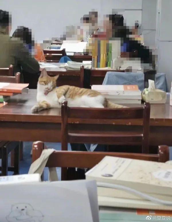 甜粽和咸肉粽要打起来了 | 冷段子1830-第22张图片-90博客网