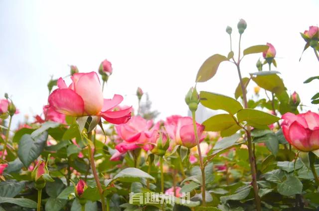 亲测 | 郑州本地游玩指南，五一假期不想走远的，快收藏-第18张图片-90博客网