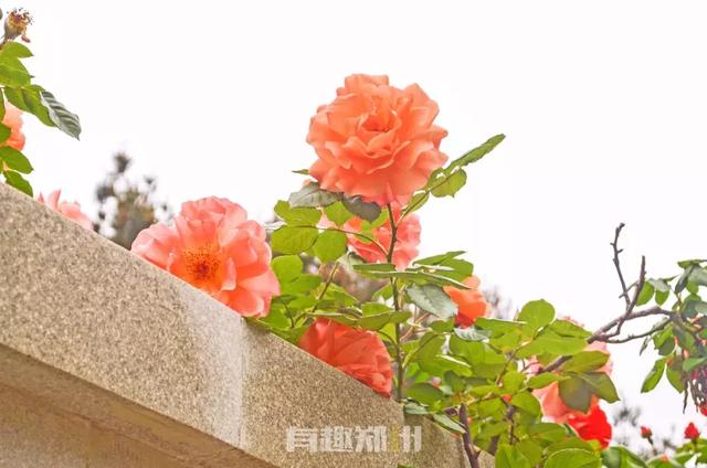 亲测 | 郑州本地游玩指南，五一假期不想走远的，快收藏-第17张图片-90博客网