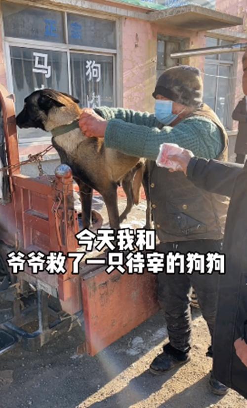三轮车上一只土狗要被宰掉，女子花900块买了下来：你跟我回家-第1张图片-90博客网