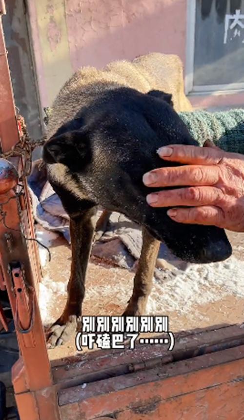 三轮车上一只土狗要被宰掉，女子花900块买了下来：你跟我回家-第4张图片-90博客网