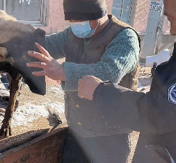 三轮车上一只土狗要被宰掉，女子花900块买了下来：你跟我回家-第3张图片-90博客网