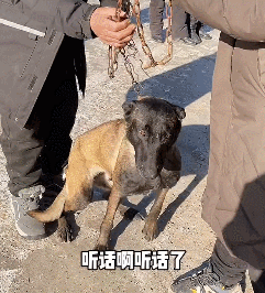 三轮车上一只土狗要被宰掉，女子花900块买了下来：你跟我回家-第6张图片-90博客网