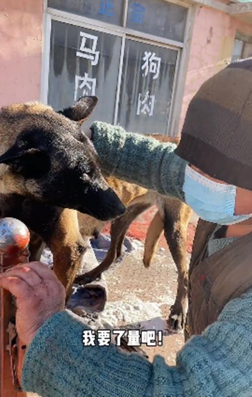 三轮车上一只土狗要被宰掉，女子花900块买了下来：你跟我回家-第2张图片-90博客网