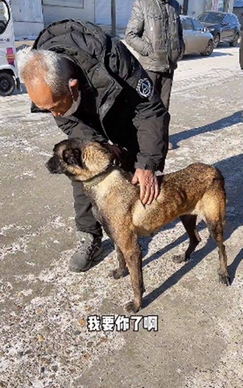 三轮车上一只土狗要被宰掉，女子花900块买了下来：你跟我回家-第5张图片-90博客网