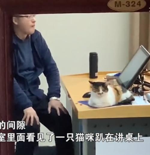猫咪为取暖跑进了教室，被迫当起了“助教”：你们看我可爱吗？-第1张图片-90博客网