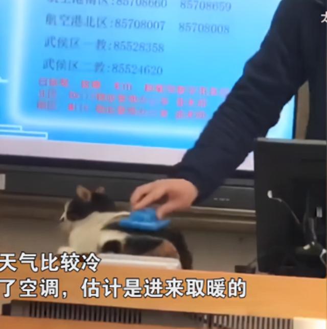 猫咪为取暖跑进了教室，被迫当起了“助教”：你们看我可爱吗？-第2张图片-90博客网