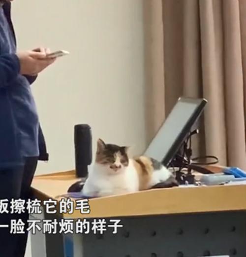 猫咪为取暖跑进了教室，被迫当起了“助教”：你们看我可爱吗？-第4张图片-90博客网