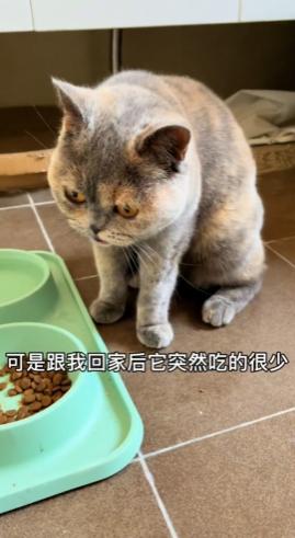 把流浪猫带回家后，以为猫咪生病了，听完检查结果后觉得很心疼-第5张图片-90博客网