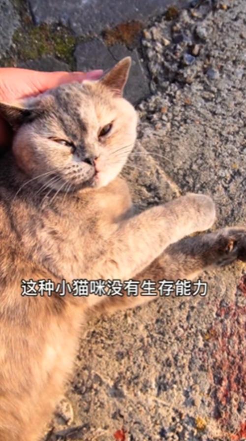 把流浪猫带回家后，以为猫咪生病了，听完检查结果后觉得很心疼-第4张图片-90博客网