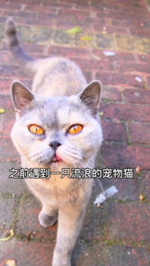 把流浪猫带回家后，以为猫咪生病了，听完检查结果后觉得很心疼-第1张图片-90博客网