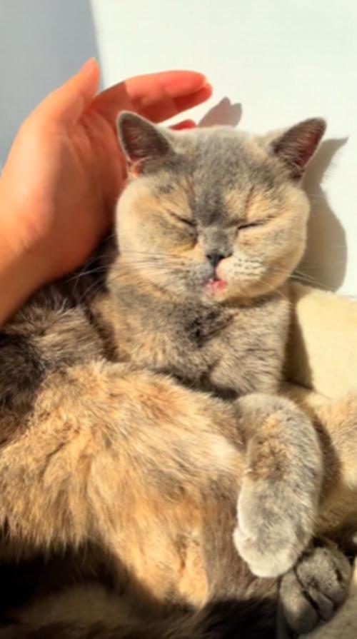 把流浪猫带回家后，以为猫咪生病了，听完检查结果后觉得很心疼-第3张图片-90博客网